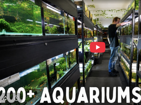 Blackwater Aquariums Australia
